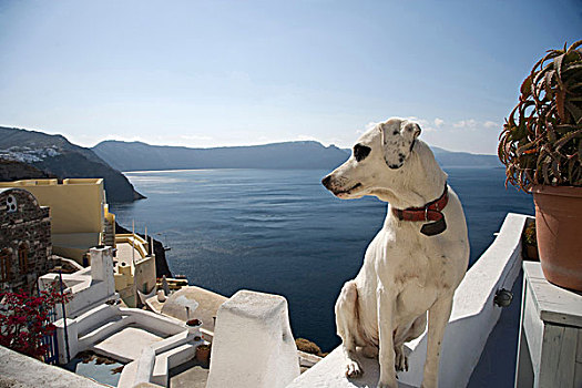 狗,看,上方,海上,风景,锡拉岛,基克拉迪群岛,希腊
