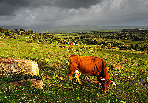 安达卢西亚,西班牙,母牛,土地