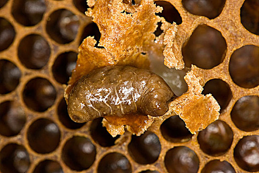 蜜蜂,意大利蜂,幼体,窝,蜂巢,蜂窝,诺曼底