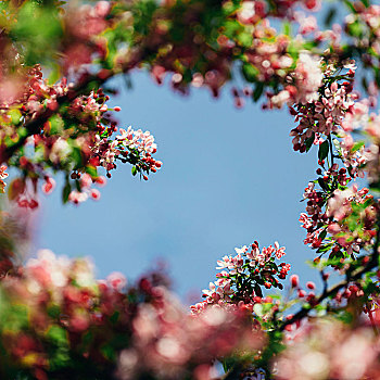 樱花,蓝天,背景