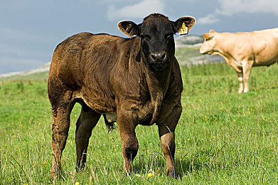 牛科动物图片