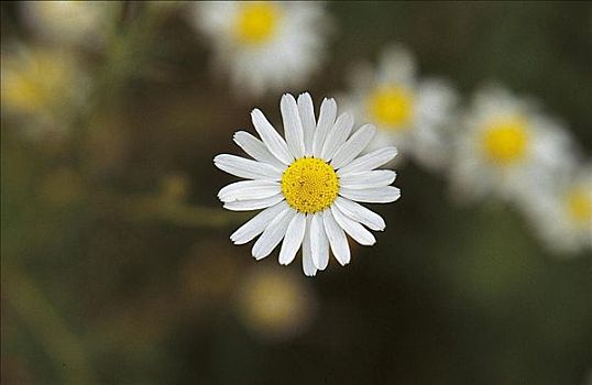 甘菊,白花,花,德国,欧洲