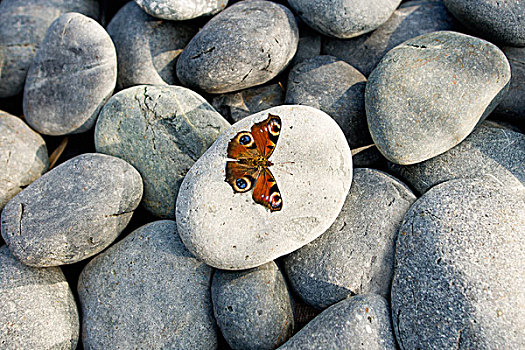 蝴蝶,岩石上