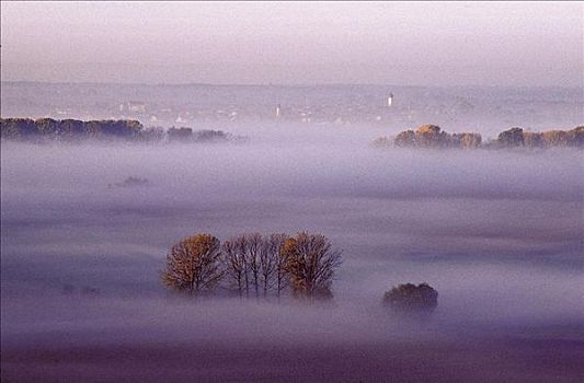 雾,树林,树,地点,早晨,气氛,普法尔茨,德国,欧洲
