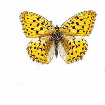 银斑豹蛱蝶蝴蝶标本