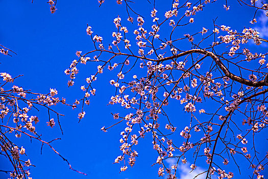 蓝天下盛开的梅花