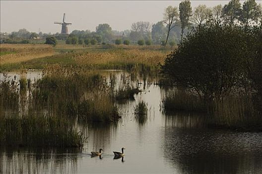 俯视,溪流,地点,荷兰