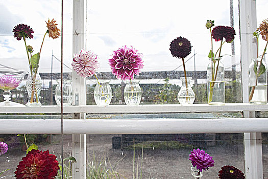 小,花瓶,紫花,窗户