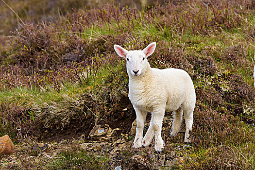 头像,羊羔,春天,斯凯岛,苏格兰,英国