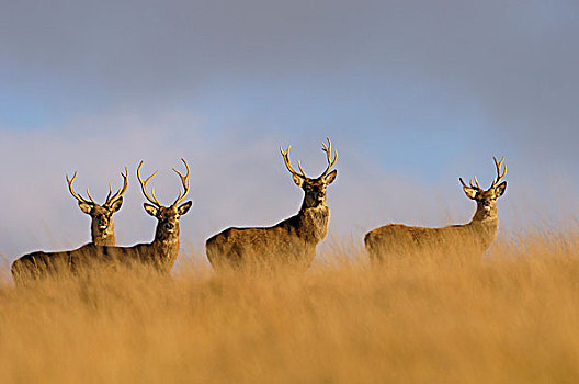 红色,鹿,四个,牡鹿,山坡,德贝郡,英格兰,英国,欧洲