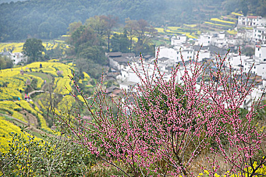 婺源江岭春色