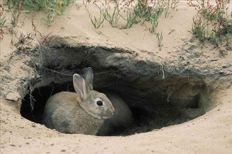 兔子洞的内部的样子图片