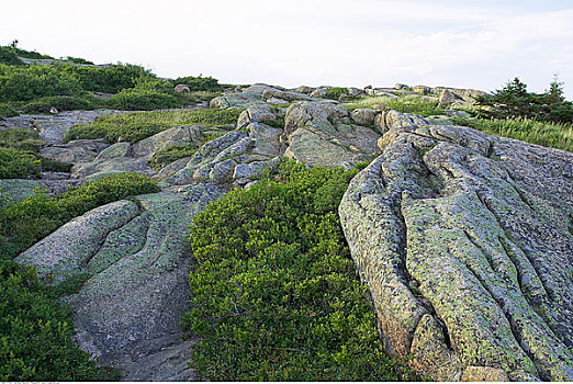 特写,石头,苔藓,阿卡迪亚国家公园,缅因,美国