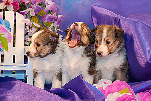 三个,设得兰牧羊犬,小狗,坐,紫色