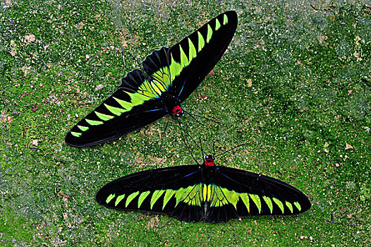 蝴蝶,金马伦高地,马来西亚