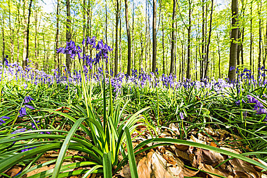 欧洲山毛榉,树林,野风信子,蓝铃花,特写,春天,布鲁塞尔,比利时