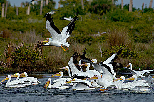 成群,白色,鹈鹕,白鹈鹕,国家野生动植物保护区,岛屿,佛罗里达,美国