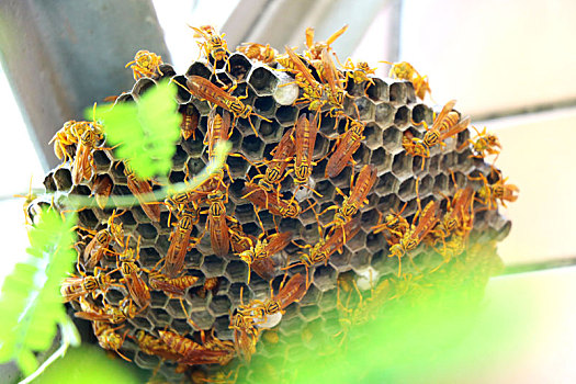 自然界昆虫大黄蜂