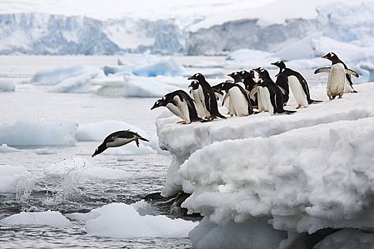 巴布亚企鹅,水,南极
