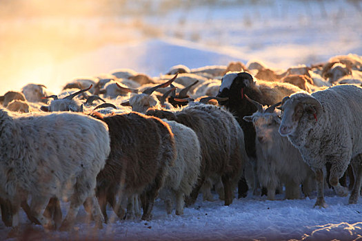 新疆兵团,牧羊从霞光中走来
