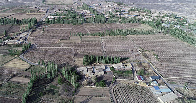新疆哈密,春来大地绽绿,绿洲农村如画