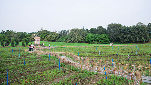 田园,菜园,春天