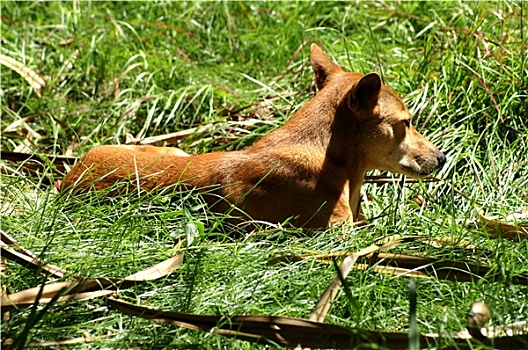 澳洲野狗