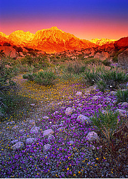 野花,日出,溪流,阿拉巴马山丘,加利福尼亚,美国
