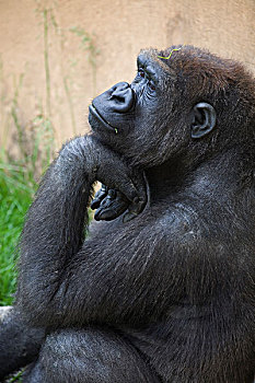 大猩猩,坐,思考,位置,下巴,休息,上面,手,卡尔加里,艾伯塔省,加拿大