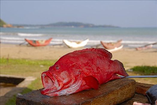 红海,鱼肉,海滩,渔船,印度洋,斯里兰卡,南亚,亚洲