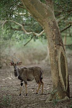 林羚,站立,南非