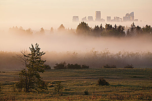 雾,上方,地点,树,城市,背景,室外,日出,卡尔加里,艾伯塔省,加拿大