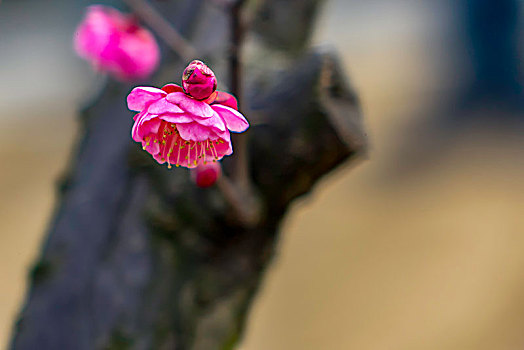 梅花怒放,春梅绽放