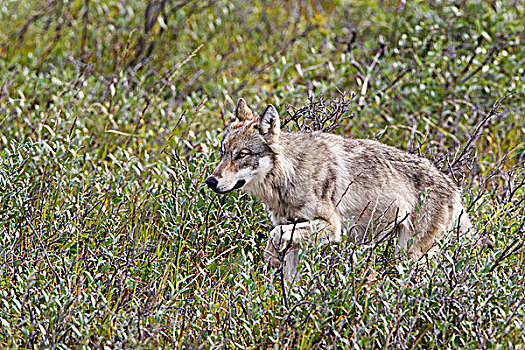 狼,德纳里峰国家公园,阿拉斯加,美国