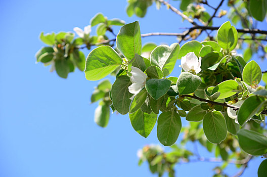 苹果树,枝条,开花,天空,背景