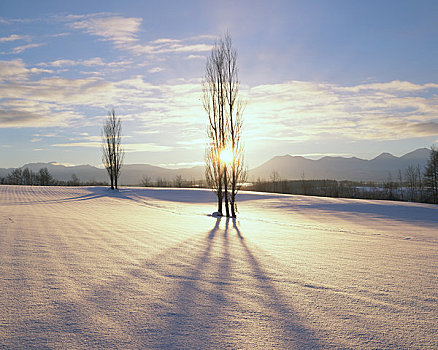 白杨,黎明,冬天