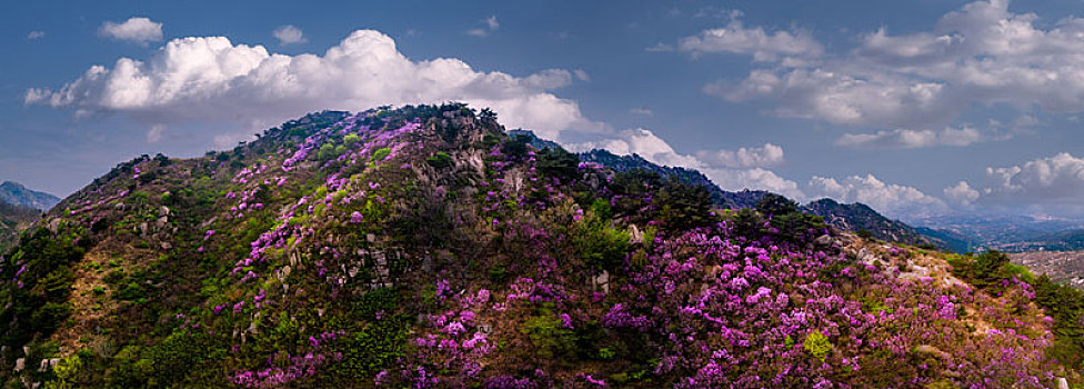 山东烟台春天牙山满山盛开杜鹃花