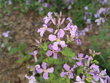 花草