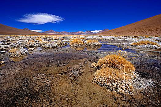 水塘,秘鲁,羽毛,草,针茅属,多云,蓝天,乌尤尼,玻利维亚,南美
