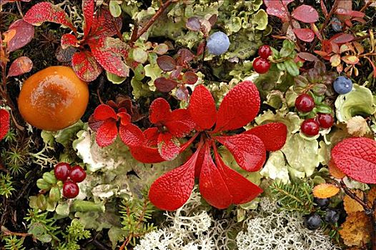 苔原,特写,熊莓,苔藓,蘑菇,蓝色,浆果,欧洲越桔,低,灌木,蔓越莓