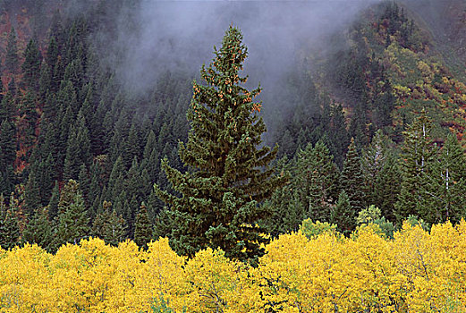 树林,树,瓦沙奇山,惊人,黄色,秋叶,绿色,松树