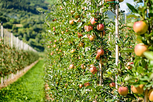 苹果,悬挂,苹果树,种植园,特兰迪诺,南蒂罗尔,意大利,欧洲