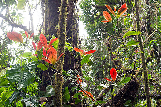 雾林,植被,蓬塔雷纳斯省,哥斯达黎加,中美洲
