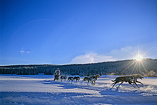 图像,雪橇狗,比赛,团队,平整,局部,积雪,赛道,逆光,日落,不列颠哥伦比亚省,加拿大