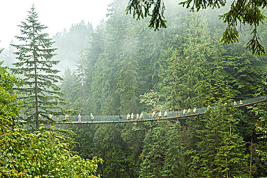 远景,人群,穿过,悬挂,步行桥,上方,树林,树,树荫