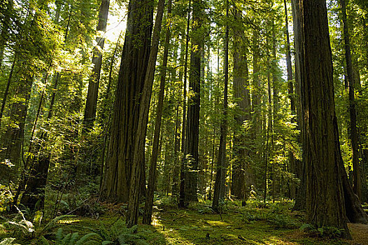 红杉,树林,洪堡红杉州立公园,加利福尼亚,美国