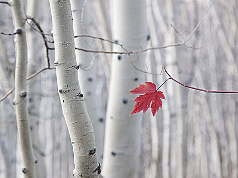 一个,红枫,叶子,背景,白杨,树干,白色,树皮,国家森林