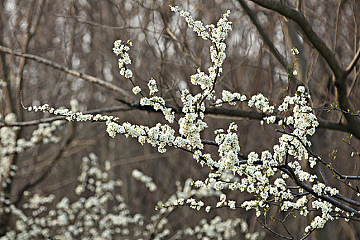 李花,李树的花