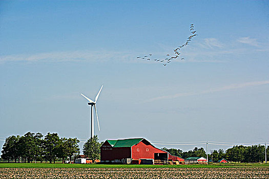 黑额黑雁,风轮机,安大略省,加拿大