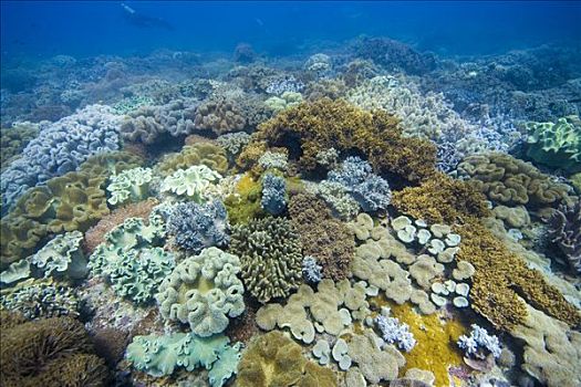 珊瑚礁,遮盖,蘑菇,软珊瑚,手指,皮革,菲律宾,太平洋